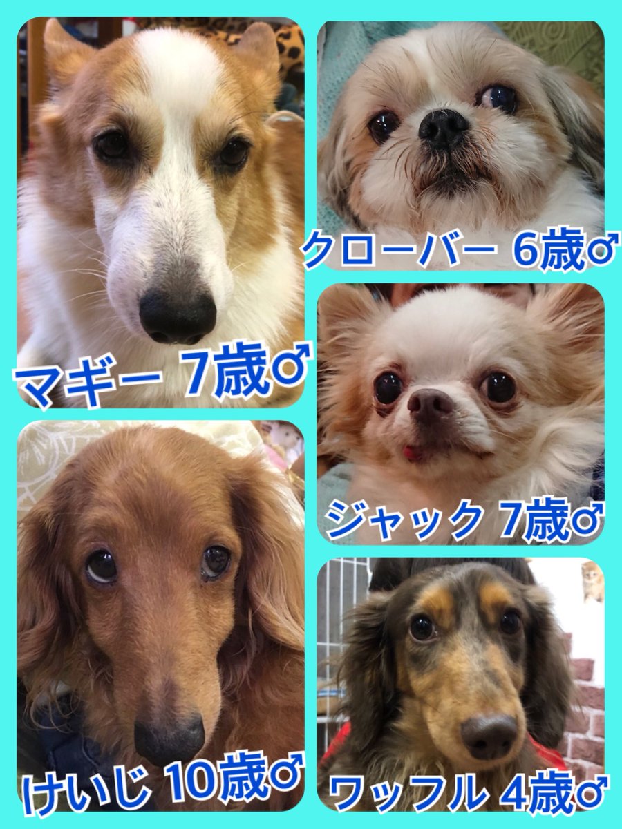 🐾今日の里親様募集中ワンコ🐶メンバーです🐾2018,12,29